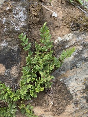 Oeosporangium