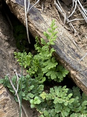 Oeosporangium