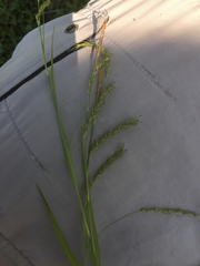 Carex sylvatica