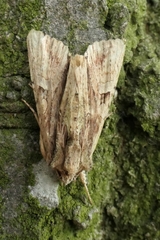 Meterana decorata