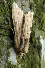 Meterana decorata