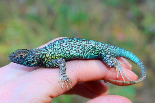 Fence Lizard, Sceloporus undulatus