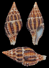 Benimakia sowerbyi