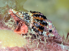 Benimakia sowerbyi