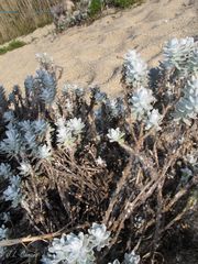 Achillea maritima