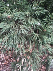 Chamaecyparis obtusa
