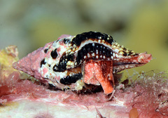 Benimakia sowerbyi