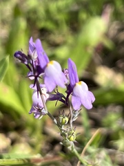 Linaria ricardoi