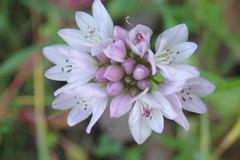 Allium serra
