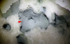 Penicillium roqueforti