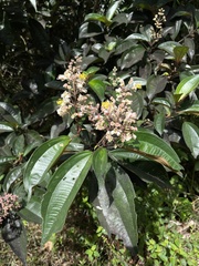 Miconia mirabilis