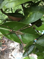 Anthophiloptera dryas