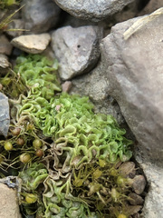 Fossombroniaceae