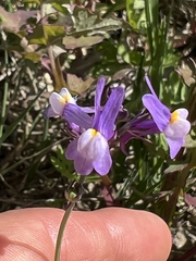 Linaria ricardoi