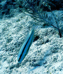 Halichoeres bivittatus