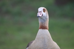 Alopochen aegyptiaca