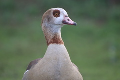 Alopochen aegyptiaca