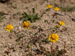 Pentachaeta fragilis