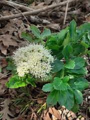 Lecokia cretica