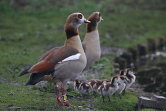 Alopochen aegyptiaca