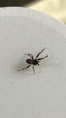 Araneae