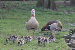 Alopochen aegyptiaca