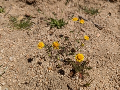 Pentachaeta fragilis