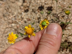 Pentachaeta fragilis