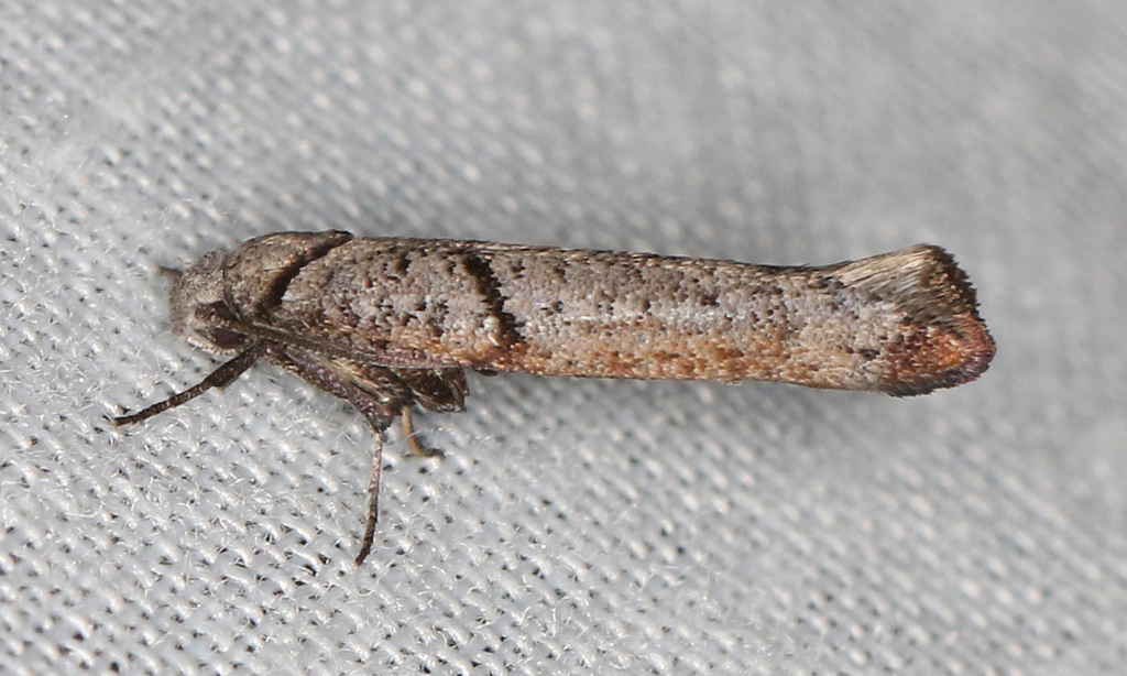 Zelleria cyanoleuca