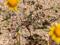 Pentachaeta fragilis