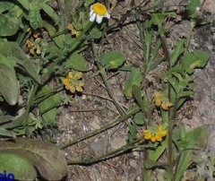 Hippocrepis eriocarpa