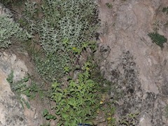 Mercurialis tomentosa