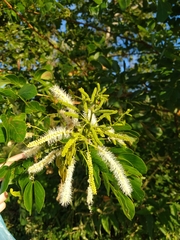 Mimosa caesalpiniifolia