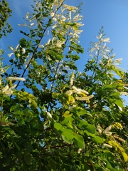 Mimosa caesalpiniifolia