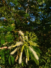 Mimosa caesalpiniifolia