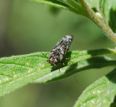 Trypantius infrequens