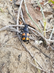 Nicrophorus carolina
