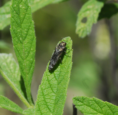 Trypantius infrequens