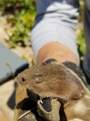 Reithrodontomys humulis