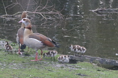 Alopochen aegyptiaca