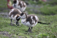 Alopochen aegyptiaca