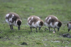 Alopochen aegyptiaca