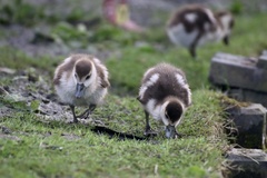 Alopochen aegyptiaca