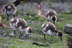 Alopochen aegyptiaca