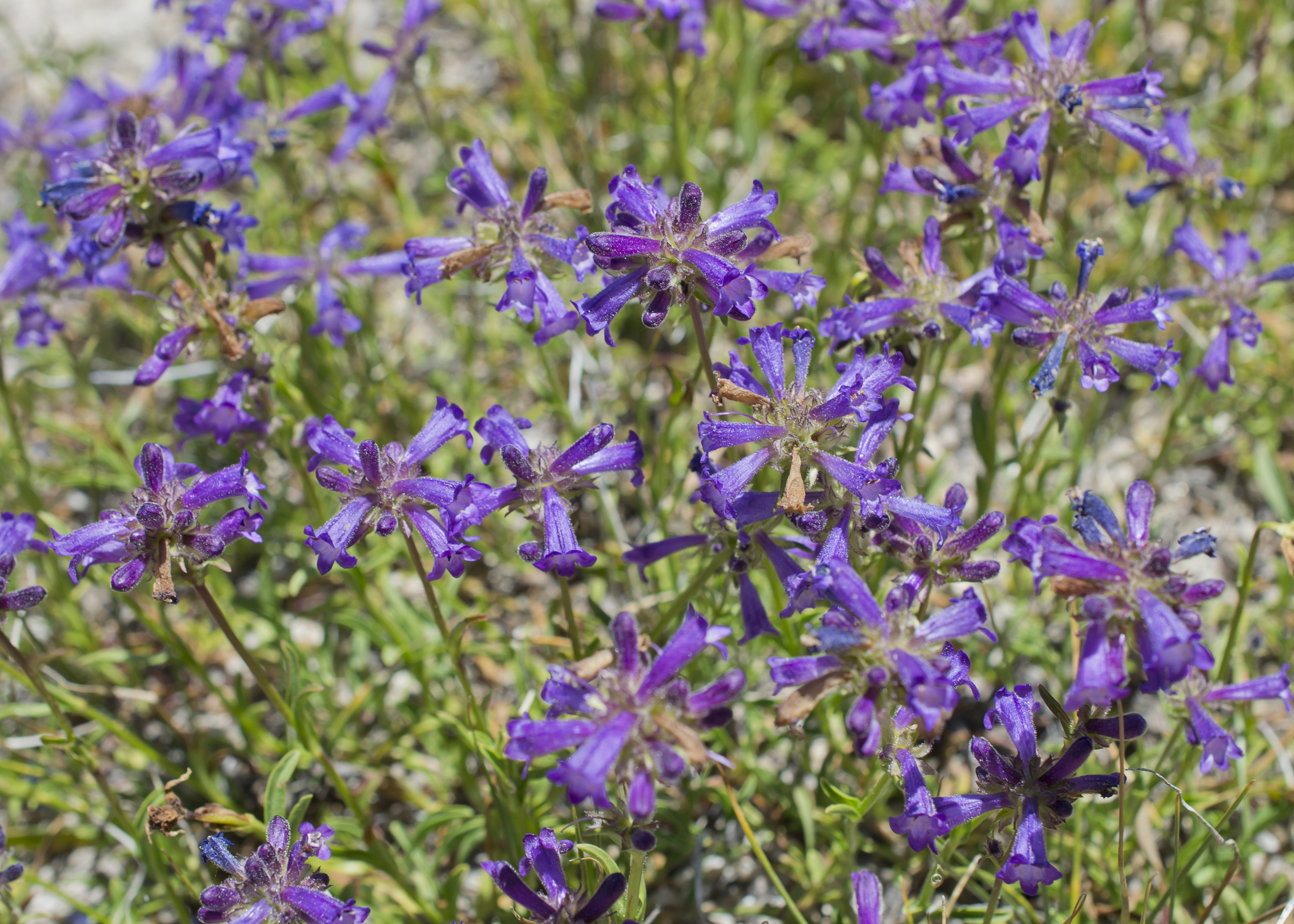 Penstemon heterodoxus var. heterodoxus