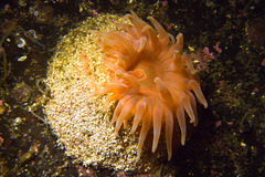 Stomphia coccinea