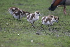 Alopochen aegyptiaca