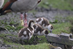 Alopochen aegyptiaca