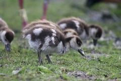 Alopochen aegyptiaca