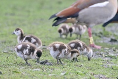 Alopochen aegyptiaca